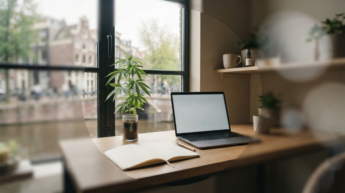 CBD voor betere focus en concentratie: wat zegt de kennis?