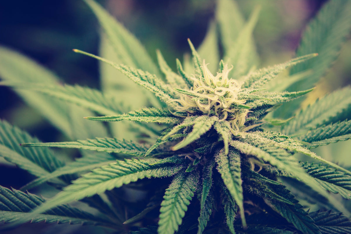 CBD en cannabidiol uitgelegd met hennep als achtergrond