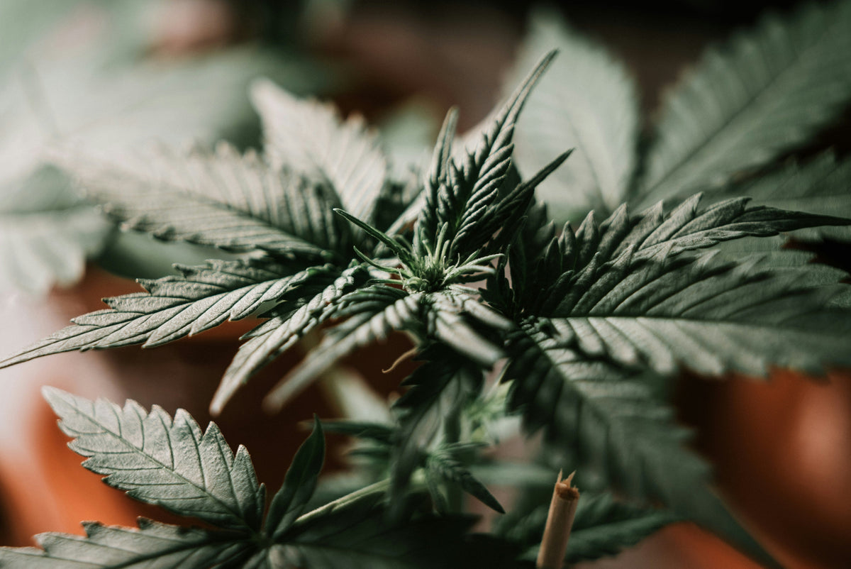 CBD COA analysecertificaat uitgelegd
