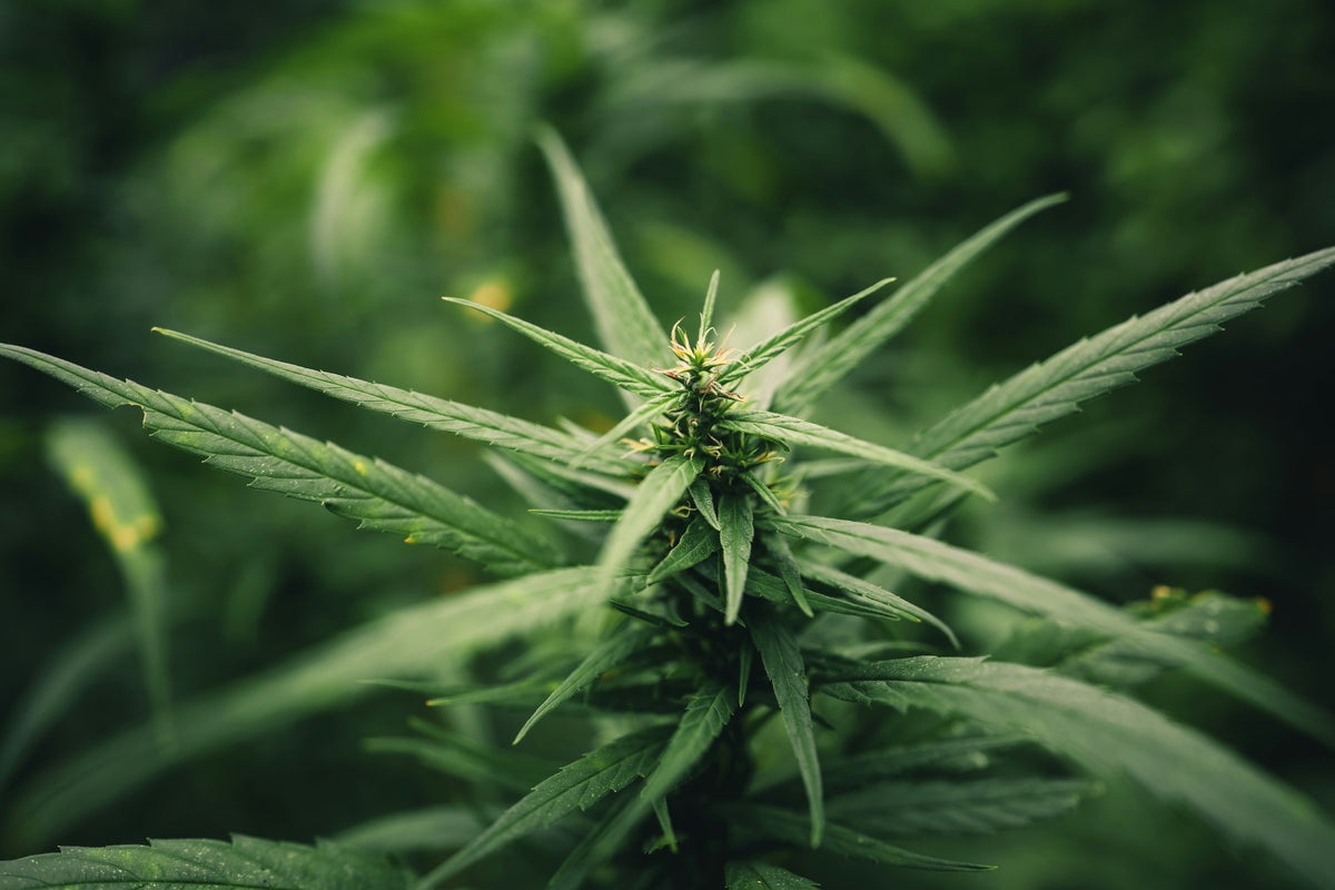 CBD-laboratoriumrapport en COA voor het controleren van productsamenstelling en analysegegevens