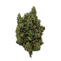 Orange Sherbet CBD bloem indoor