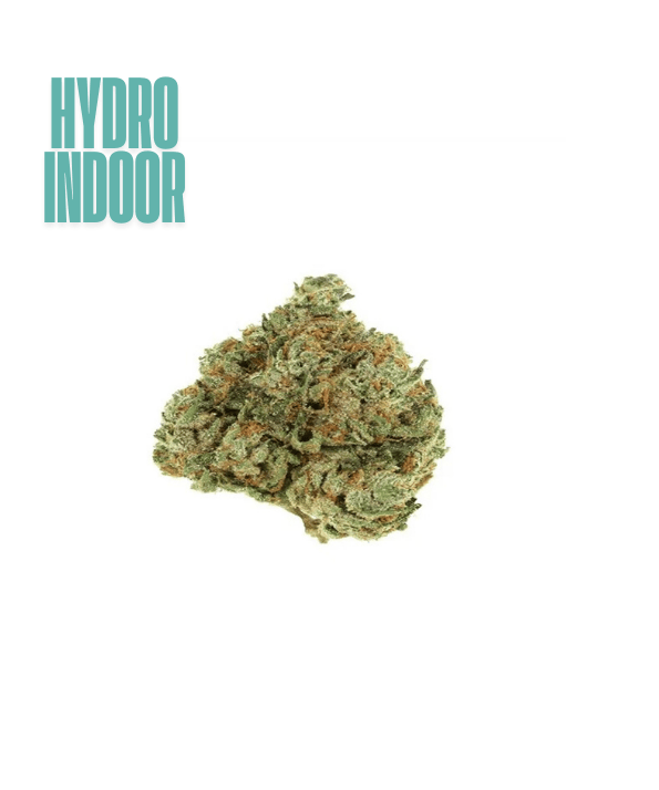Mango Sapphire CBD Hydro – hydrocultuur CBD-bloem